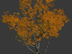 shrub - huanglongshan small tree 01 3D Model