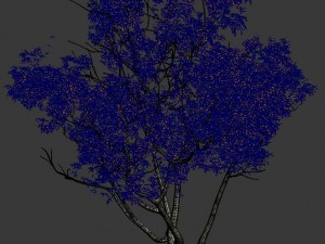 shrub - huanglongshan small tree 01 Modèle 3D