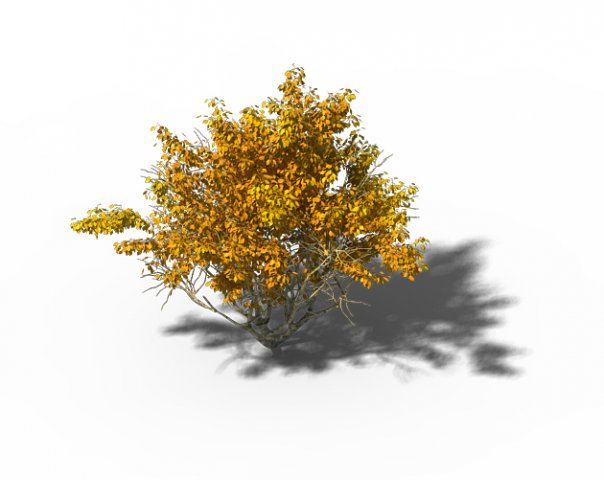 shrub - huanglongshan small tree 02 3D 模型 .c4d .max .obj .3ds .fbx .stl .blend 