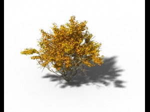 shrub - huanglongshan small tree 02 3D Model