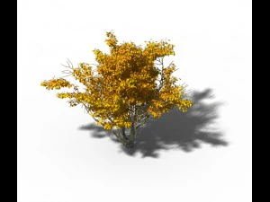 shrub - huanglongshan small tree 02 3D Model