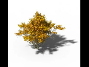 shrub - huanglongshan small tree 02 3D Model
