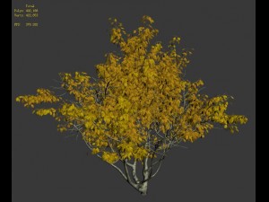 shrub - huanglongshan small tree 02 3D 模型