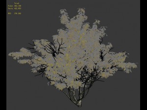 shrub - huanglongshan small tree 02 3D 模型