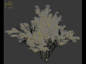 shrub - huanglongshan small tree 02 3D Model