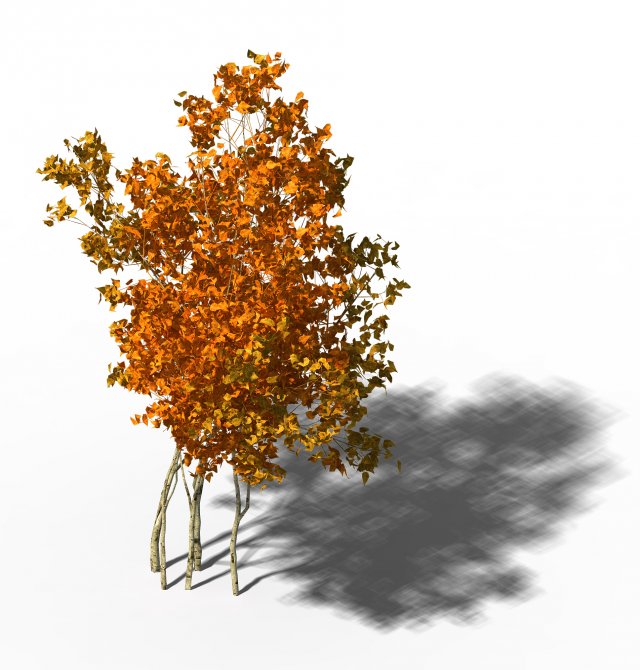 shrub - huanglongshan small trees 03 3Dモデル .c4d .max .obj .3ds .fbx .stl .blend 