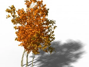 झाड़ी - हुआंगलोंगशान छोटे पेड़ 03 3D मॉडल