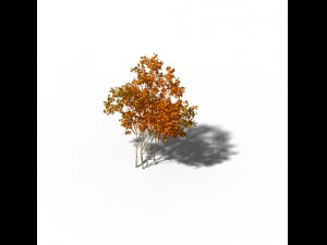 shrub - huanglongshan small trees 03 3Dモデル