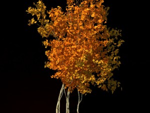 shrub - huanglongshan small trees 03 3Dモデル