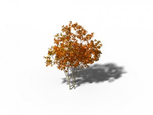 shrub - huanglongshan small trees 03 3Dモデル