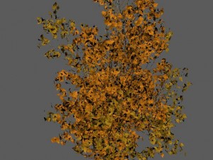 shrub - huanglongshan small trees 03 3Dモデル