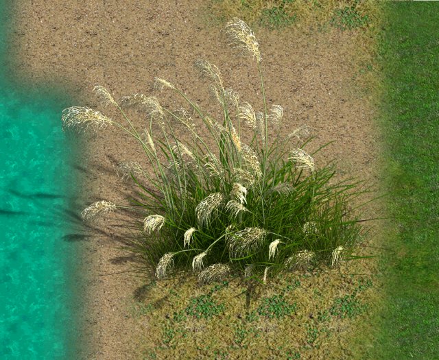 lakeside plants - reed 01 3D Модель .c4d .max .obj .3ds .fbx .stl .blend