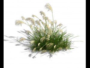 lakeside plants - reed 01 3D Модель