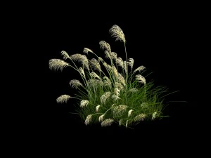 lakeside plants - reed 01 3D Model