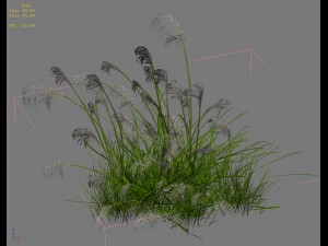 lakeside plants - reed 01 3D Модель