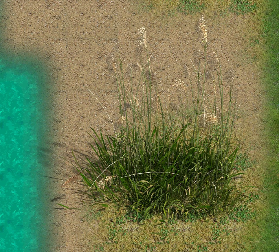 lakeside plants - reed 02 3D Model .c4d .max .obj .3ds .fbx .stl .blend 