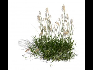 lakeside plants - reed 02 Model 3D