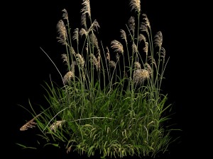 lakeside plants - reed 02 Model 3D