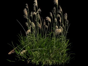 lakeside plants - reed 02 3D Model