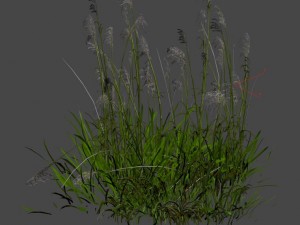 lakeside plants - reed 02 Model 3D