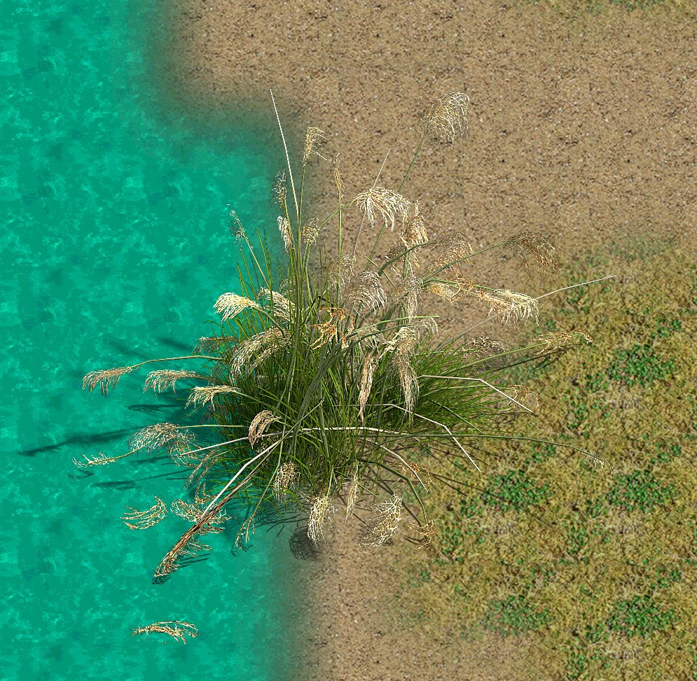lakeside plants - reed 03 3D Model .c4d .max .obj .3ds .fbx .stl .blend