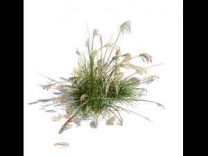 lakeside plants - reed 03 3Dモデル