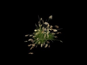 lakeside plants - reed 03 3Dモデル