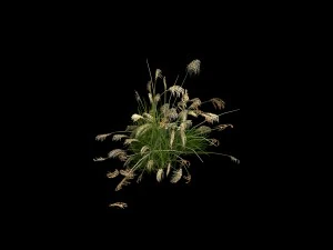 lakeside plants - reed 03 3D Model