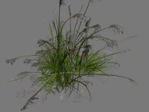 lakeside plants - reed 03 3Dモデル