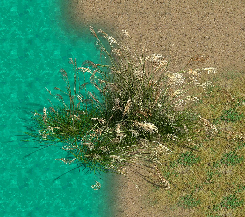 lakeside plants - reed 04 3D Model .c4d .max .obj .3ds .fbx .stl .blend 