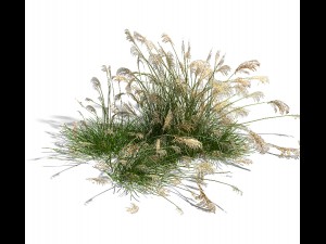 lakeside plants - reed 04 3D 모델