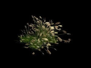 lakeside plants - reed 04 3D Model