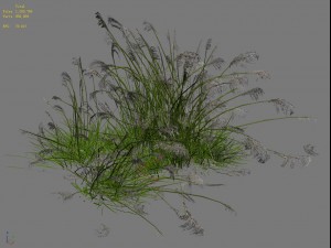lakeside plants - reed 04 3D 모델