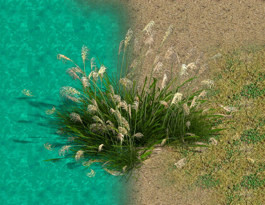 lakeside plants - reed 05 3D Model .c4d .max .obj .3ds .fbx .stl .blend