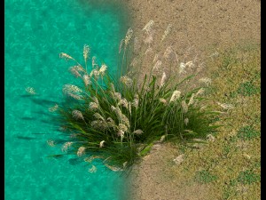 lakeside plants - reed 05 3Dモデル