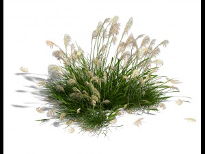 lakeside plants - reed 05 Modelo 3D