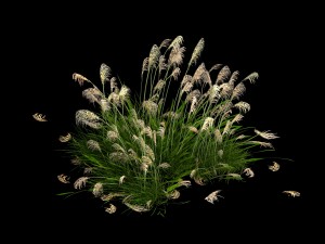 lakeside plants - reed 05 Modelo 3D