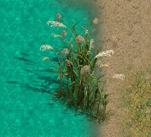 lakeside plants - reed 06 3D Model .c4d .max .obj .3ds .fbx .stl .blend 