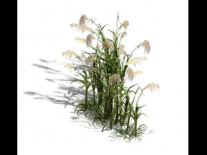lakeside plants - reed 06 3D Model