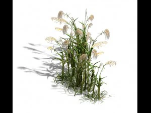lakeside plants - reed 06 3D Model