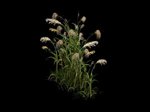 lakeside plants - reed 06 3D Model