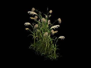 lakeside plants - reed 06 3D Model