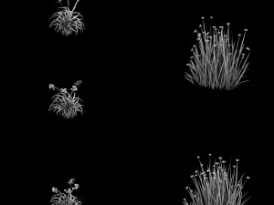 flowers - general weeds 01 3D Model