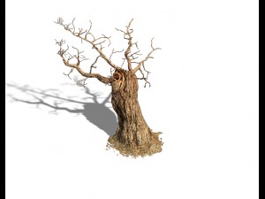 barracks - desert dead tree 01 3D Model