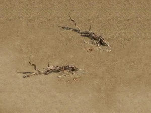 cuartel - &aacute;rbol muerto del desierto 03 Modelo 3D