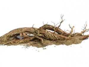 barracks - desert dead tree 07 3D Model