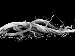 barracks - desert dead tree 07 3D Model