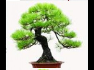 alchemy - experience tree 3D Model