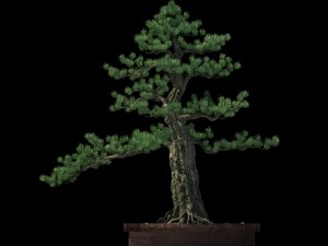 alchemy - experience tree 02 Modello 3D