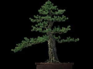 alchemy - experience tree 02 3D Model